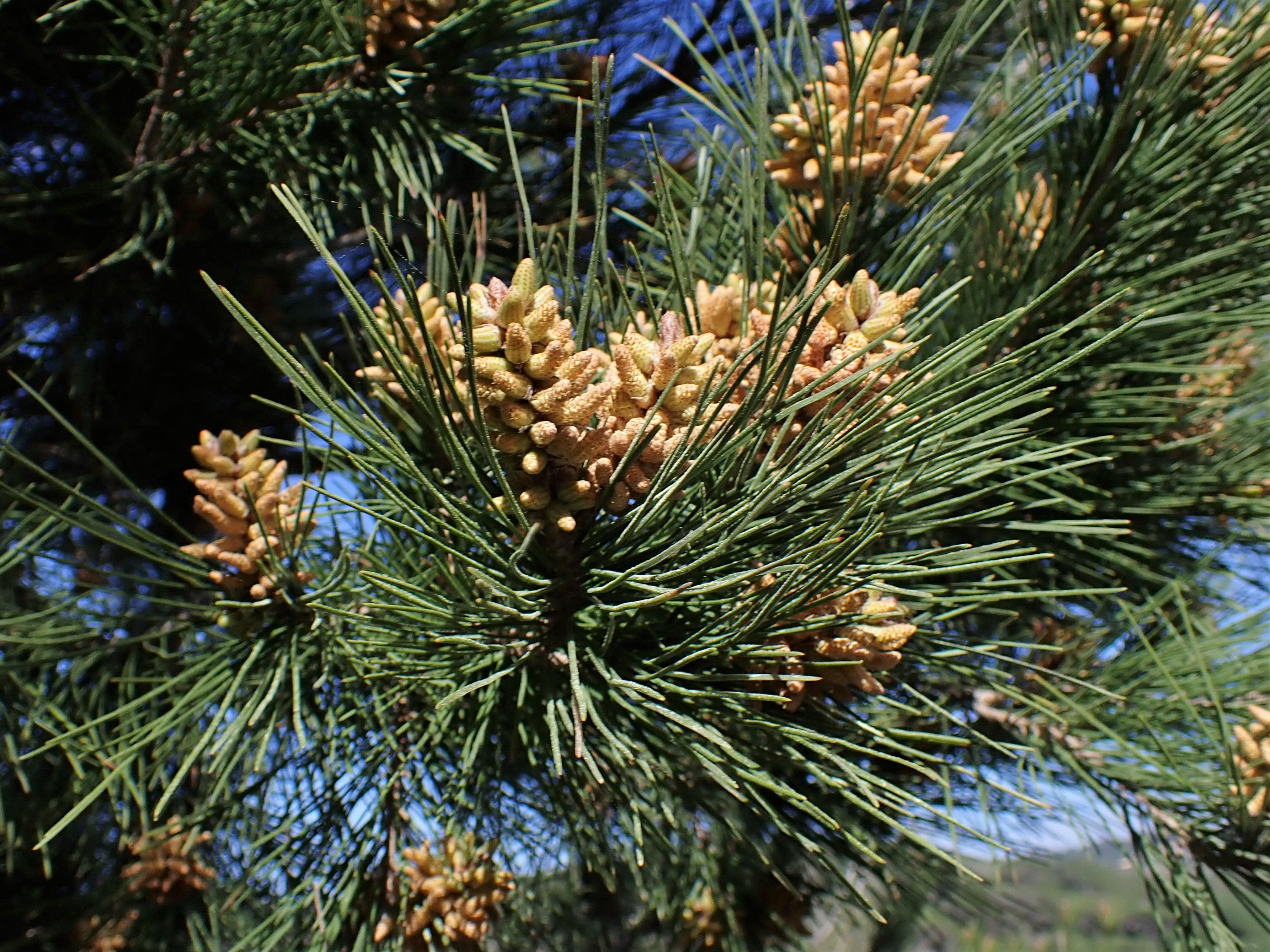 Zee-den & Jeneverbes